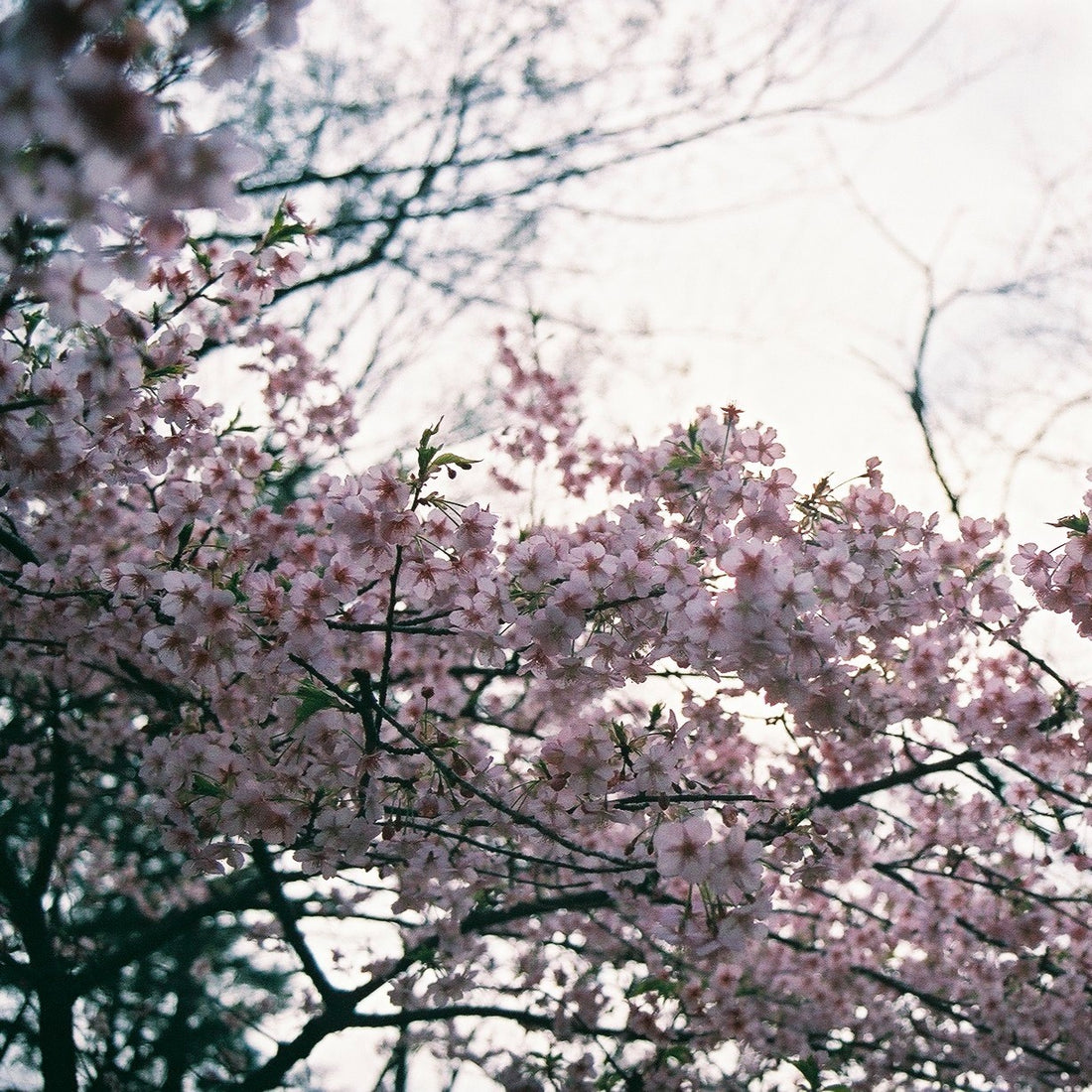 桜を見に、どの山登る？春山登山にオススメのアイテムとは…？